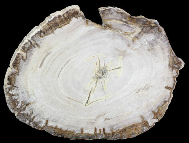 Petrified Wood (Araucaria) Slice - Madagascar #41401
